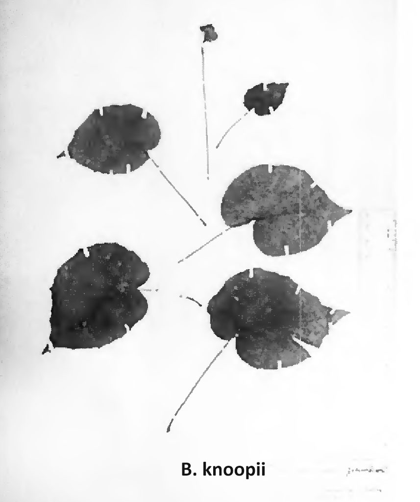 B. knoopii